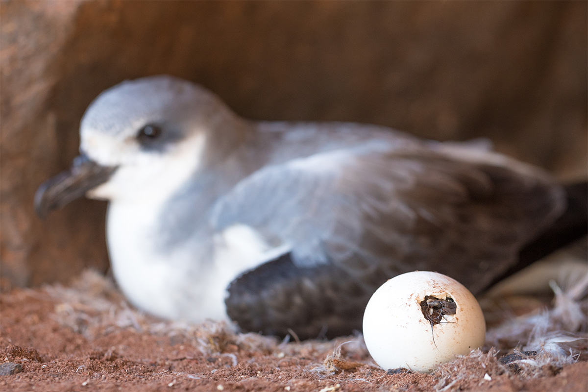 island conservation desventuradas islands archipelago chile Pterodroma defilippiana Defilippi's Petrel San Ambrosio