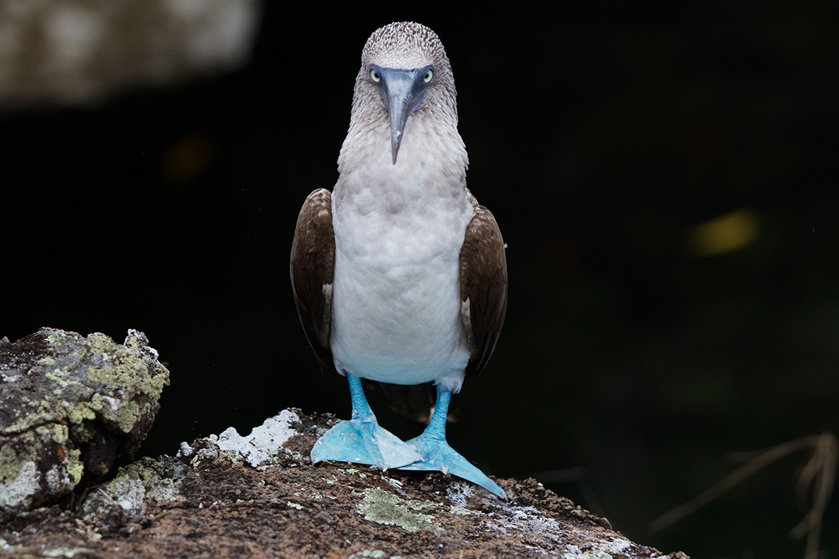 Island Conservation Galapagos National Park Seymour Norte invasive species Drone Blue-footed Boobie (Sula nebouxii)