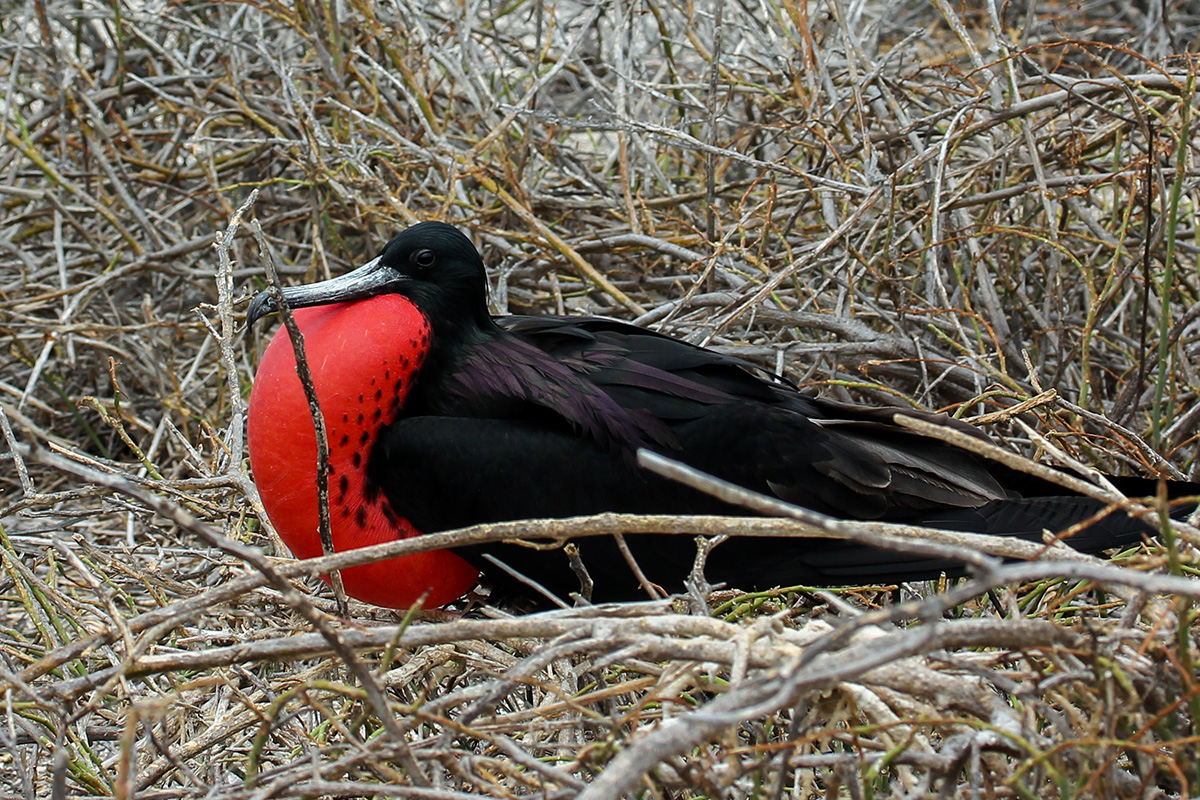 Island Conservation Galapagos National Park Seymour Norte invasive species Drone Magnificent frigatebird (Fregata magnificens)