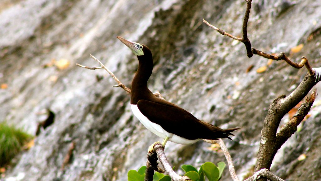 Island-conservation-preventing-extinction-invasive-species-cocos-island-costa-rica-brown-booby