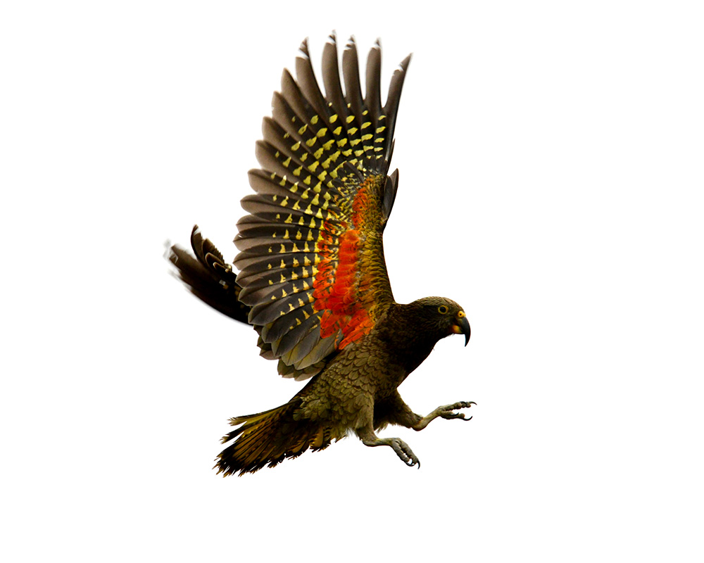 island-conservation-invasive-species-preventing-extinctions-kea-wings-body-photo