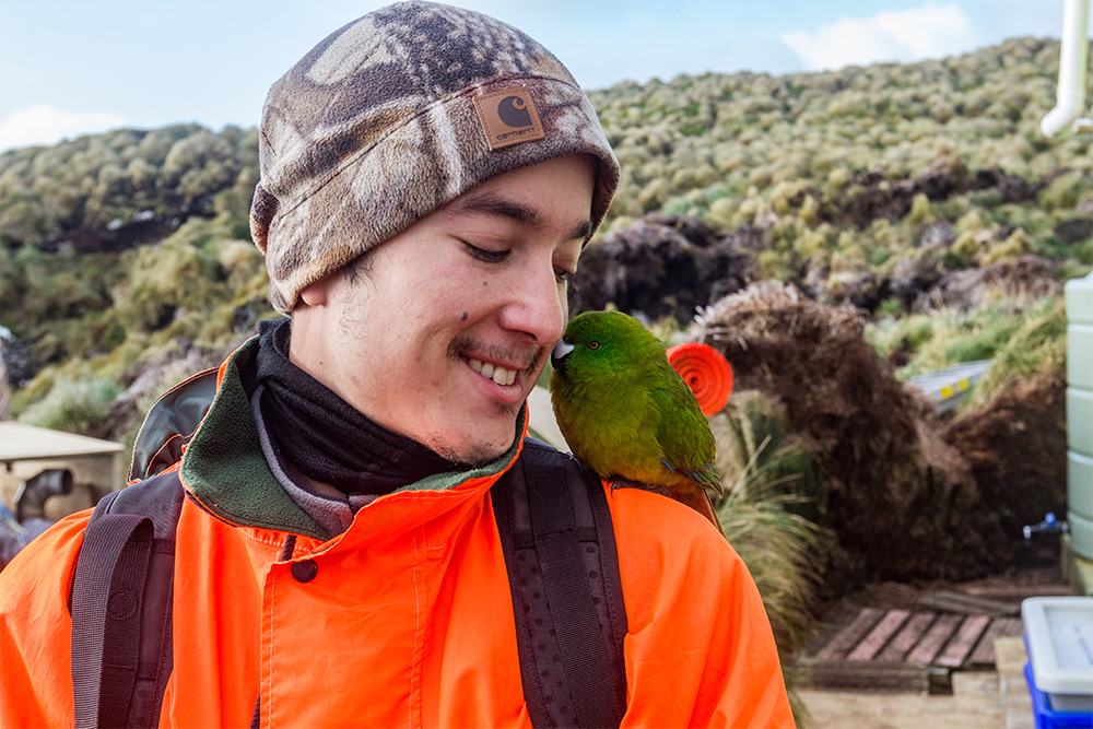 island-conservation-preventing-extinctions-auckland-island-antipodes-parakeet
