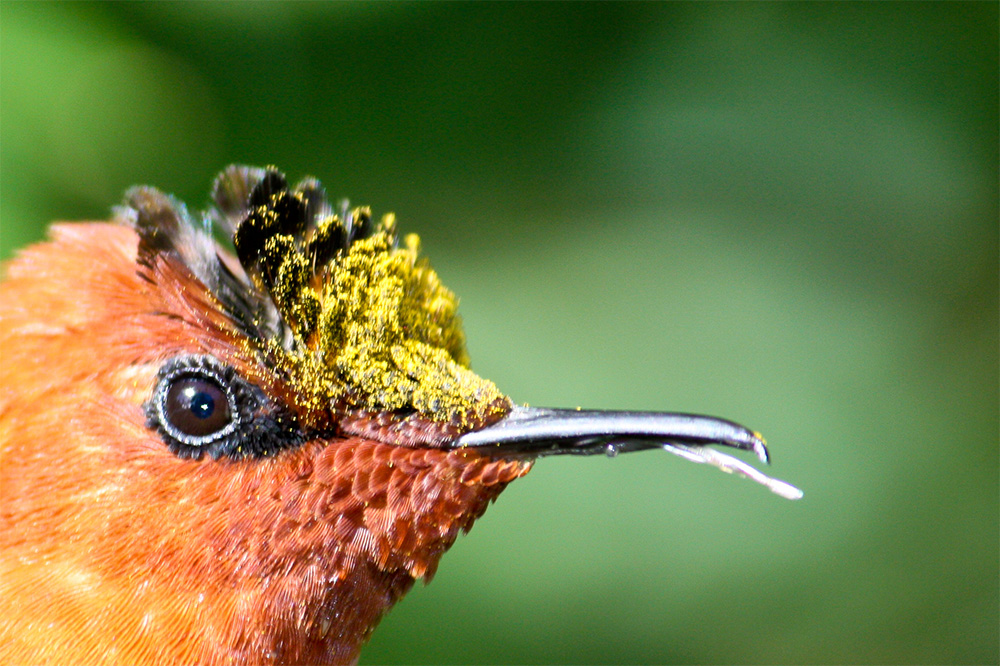 island-conservation-preventing-extinctions-firecrown-hummingbird-juan-fernandez-archipelago
