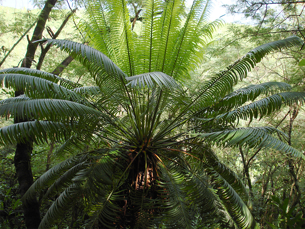 island-conservation-preventing-extinctions-guam-native-fadang-birds