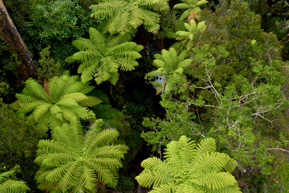 island-conservation-preventing-extinctions-the-kakapo