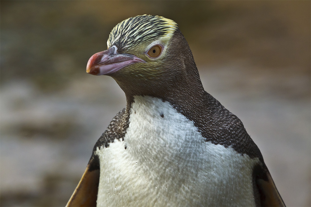 island-conservation-genetic-biocontrol-invasive-rodents-partnership-karen-poiani-yellow-eyed-penguin-genetic-modification