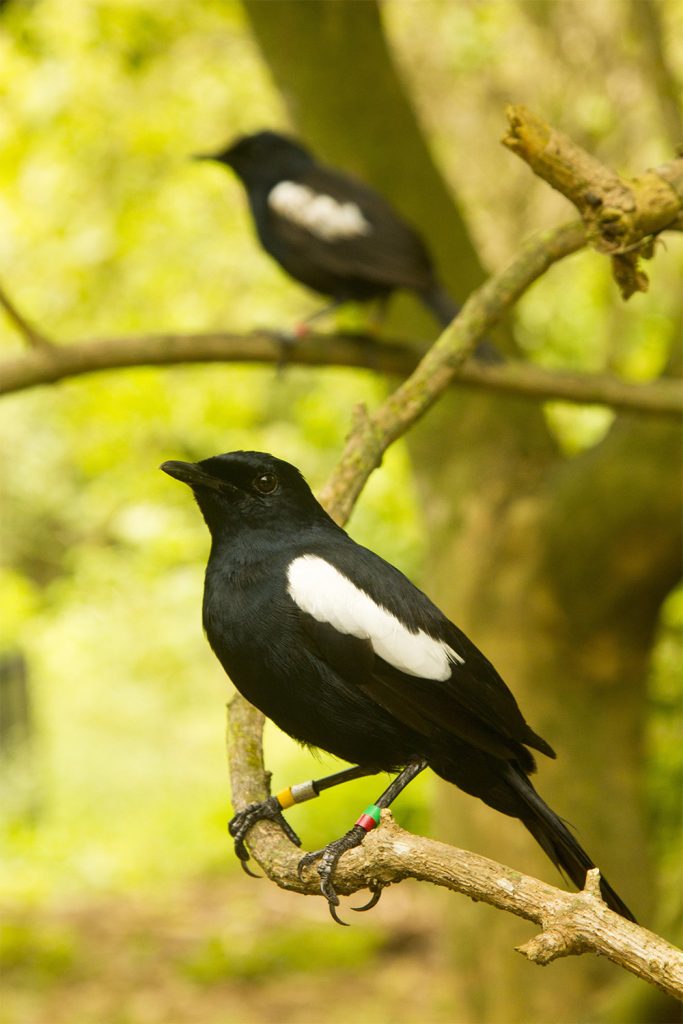 island-conservation-invasive-species-preventing-extinctions-aldabra-seychelles-magpie-robin