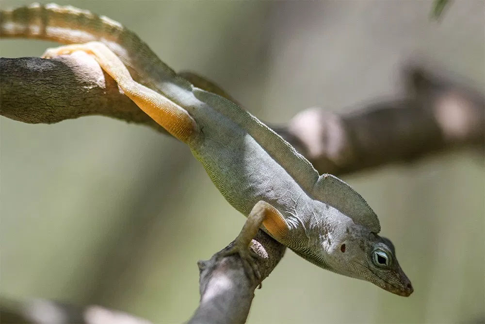 maynard's anole morphology cayman islands 