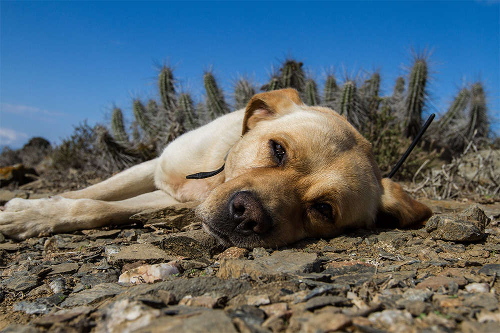 island-conservation-preventing-extinctions-finn-the-wonder-dog-south-georgia
