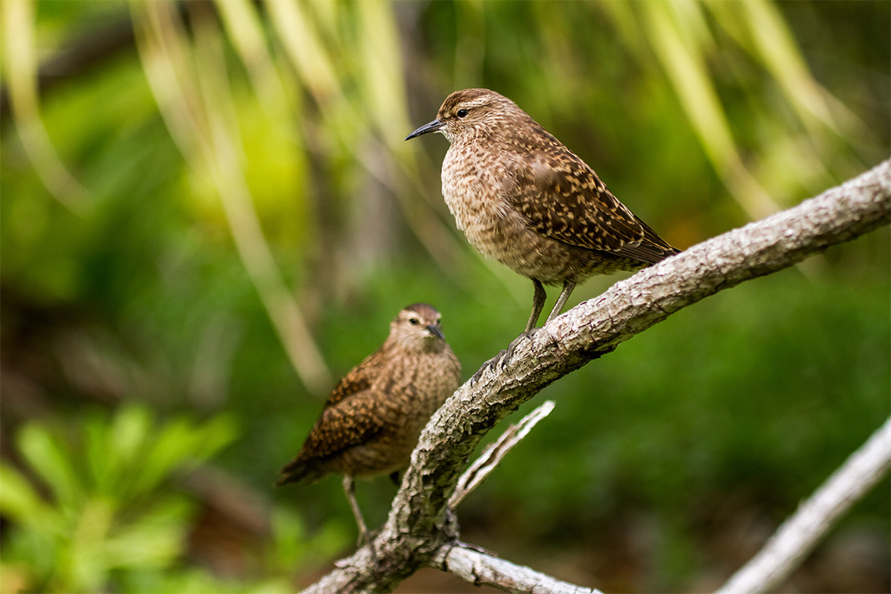 island-conservation-invasive-species-preventing-extinctions-acteon-gambier-tuamotu-sandpiper