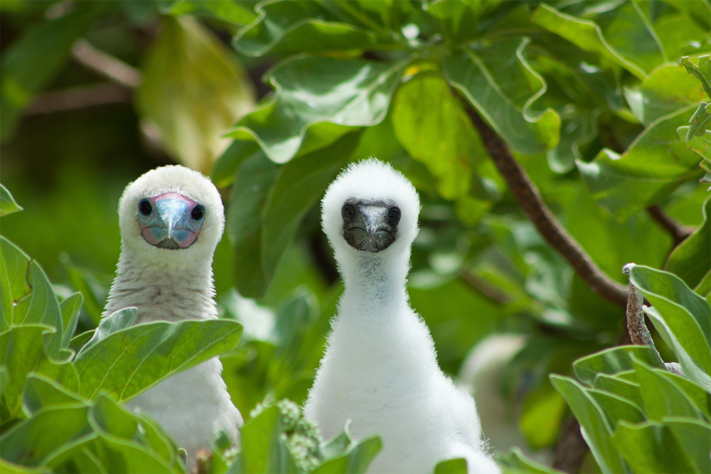 island-conservation-invasive-species-preventing-extinctions-palmyra-atoll-red-footed-booby-nesting