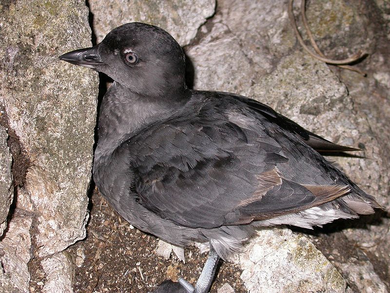 island-conservation-invasive-species-preventing-extinctions-cassins-auklet-canada-seabird-report