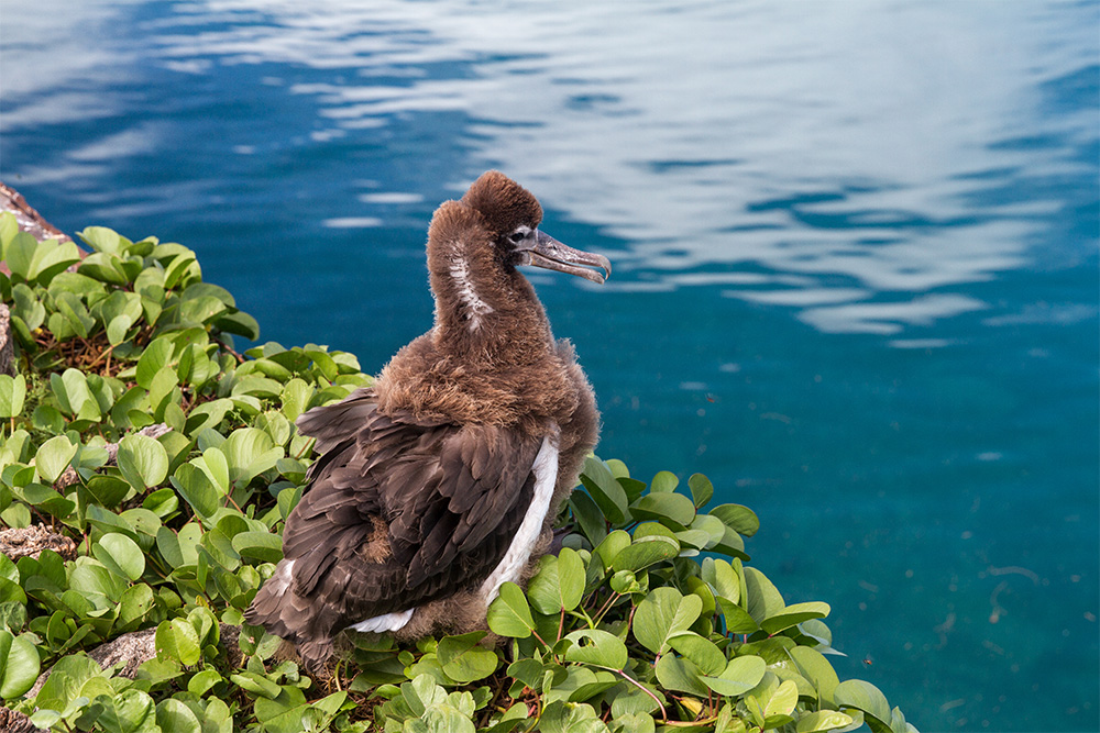 island-conservation-invasive-species-preventing-extinctions-midway-atoll-the-globe-post-laysan-albatross