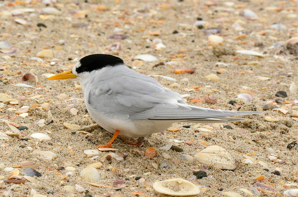 island-conservation-invasive-species-preventing-extinctions-new-zealand-fairy-tern