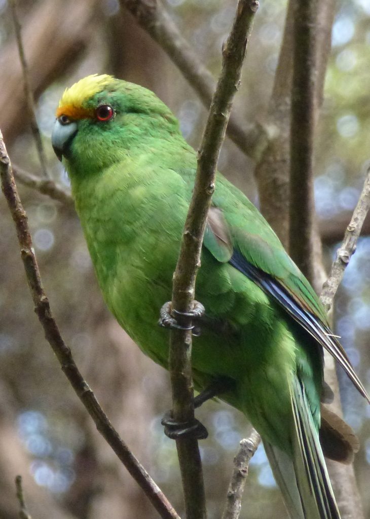 island-conservation-invasive-species-preventing-extinctions-new-zealand-orange-fronted-parakeet