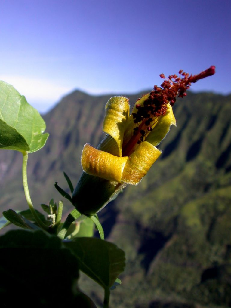 island-conservation-invasive-species-preventing-extionctions-hawaii-extinct-flower-drone