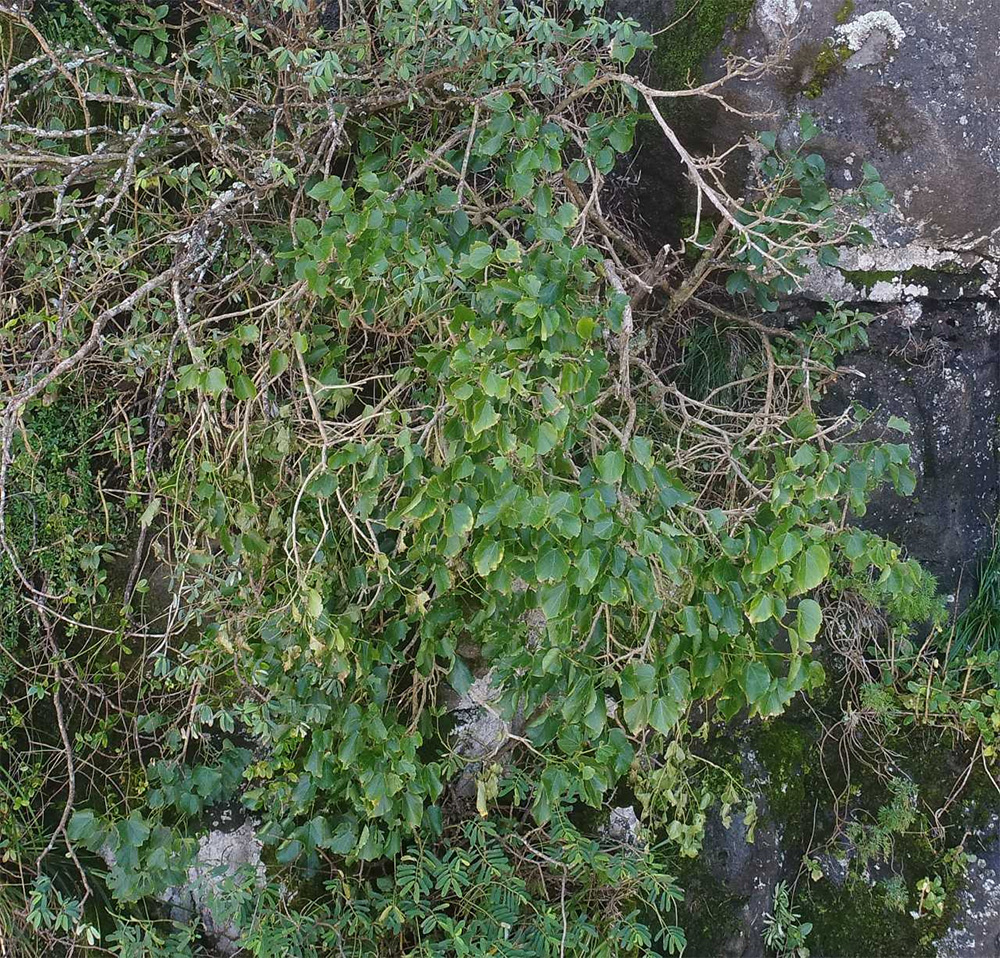 Hibiscadelphus Woodii Rediscovered Thanks To Drone Technology Island