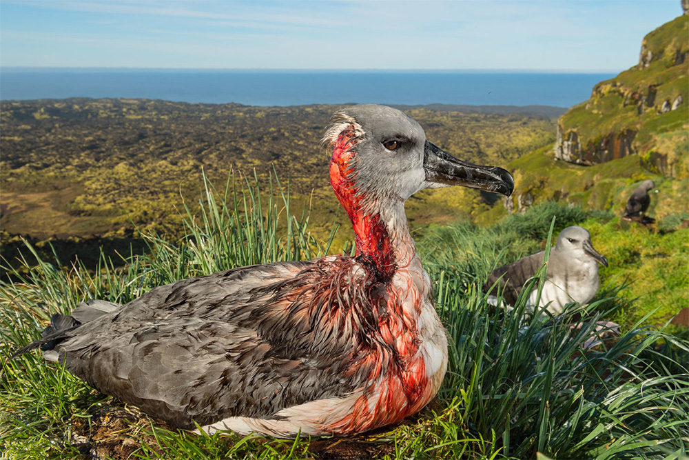 island-conservation-invasive-species-preventing-extinctions-marion-island-national-geographic-thomas-peschak-invasive-mice-albatross