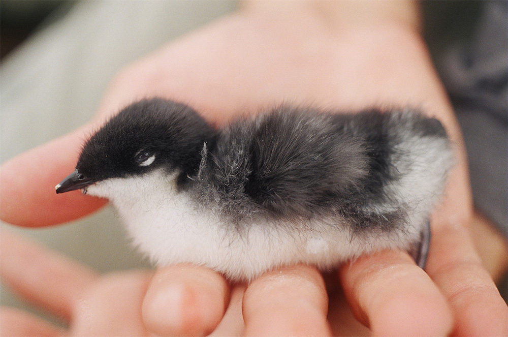 island-conservation-invasive-species-preventing-extinctions-scripps-murrelet-anacapa-island