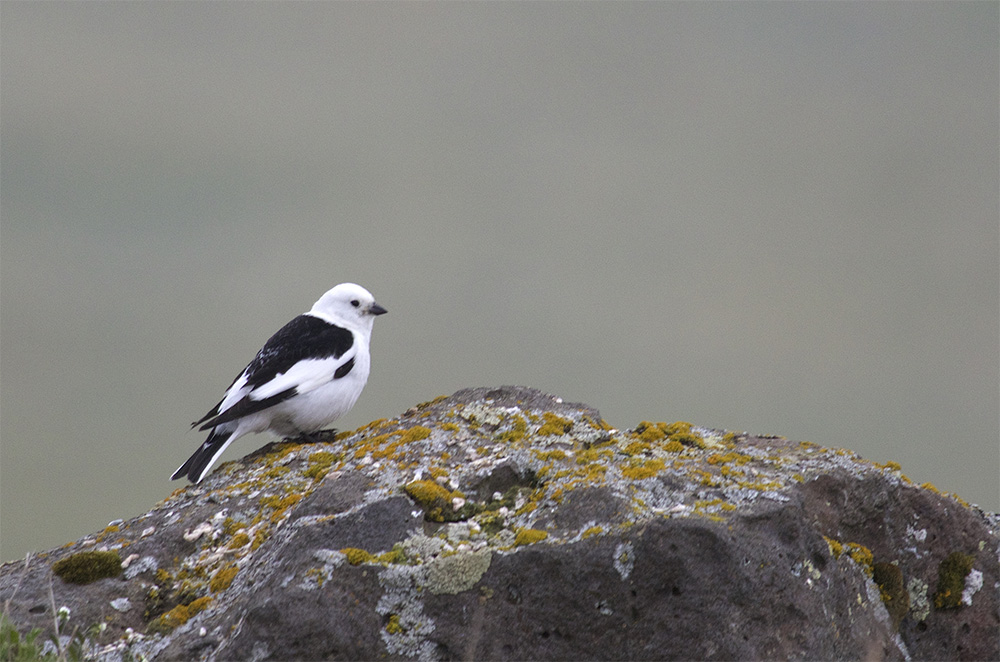 island-conservation-invasive-species-preventing-extinctions-st-paul-pribilof-islands-alaska-invasive-rat-snowy-bunting