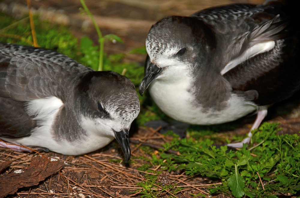 island-conservation-invasive-species-bonin-petrel-midway-atoll-conservation