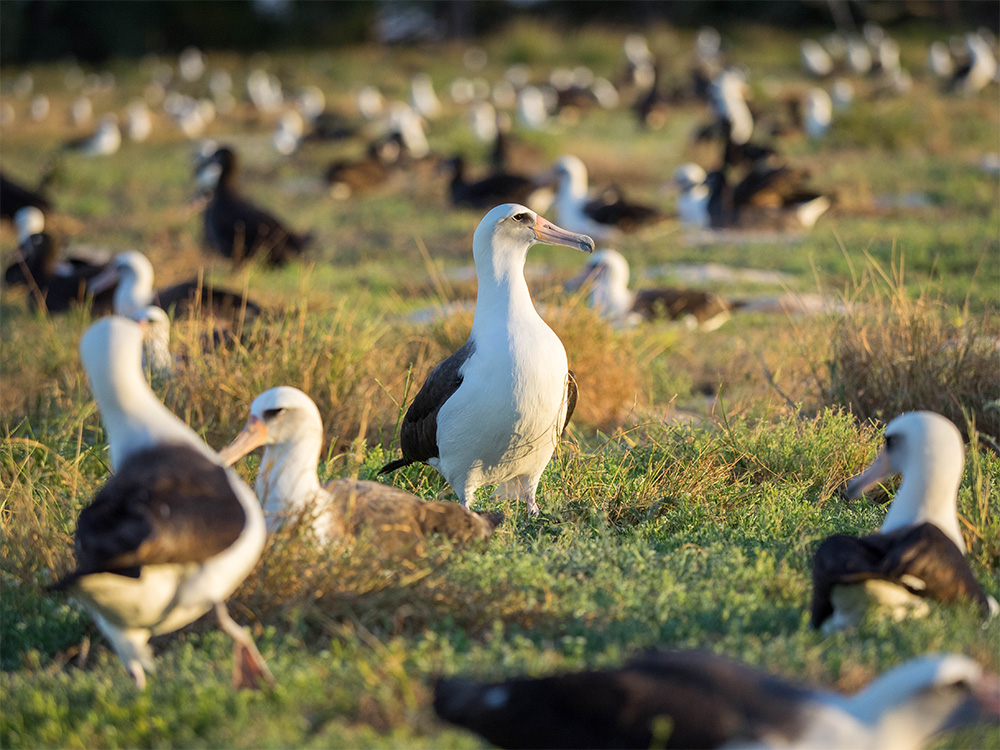 island-conservation-invasive-species-midway-albatross-laysan-albatross-conservation