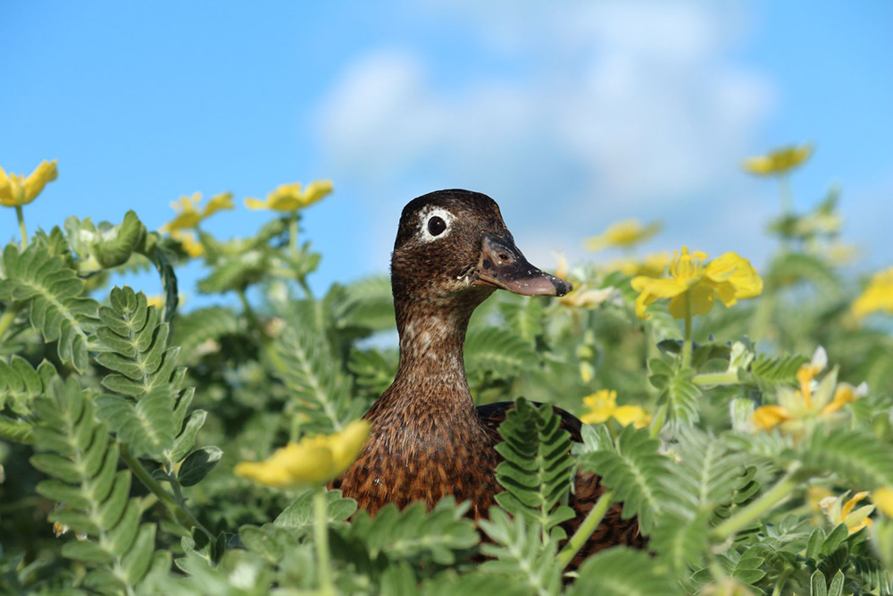 island-conservation-invasive-species-preventing-extinctions-critically-endangered-laysan-duck-nest-midway-atoll