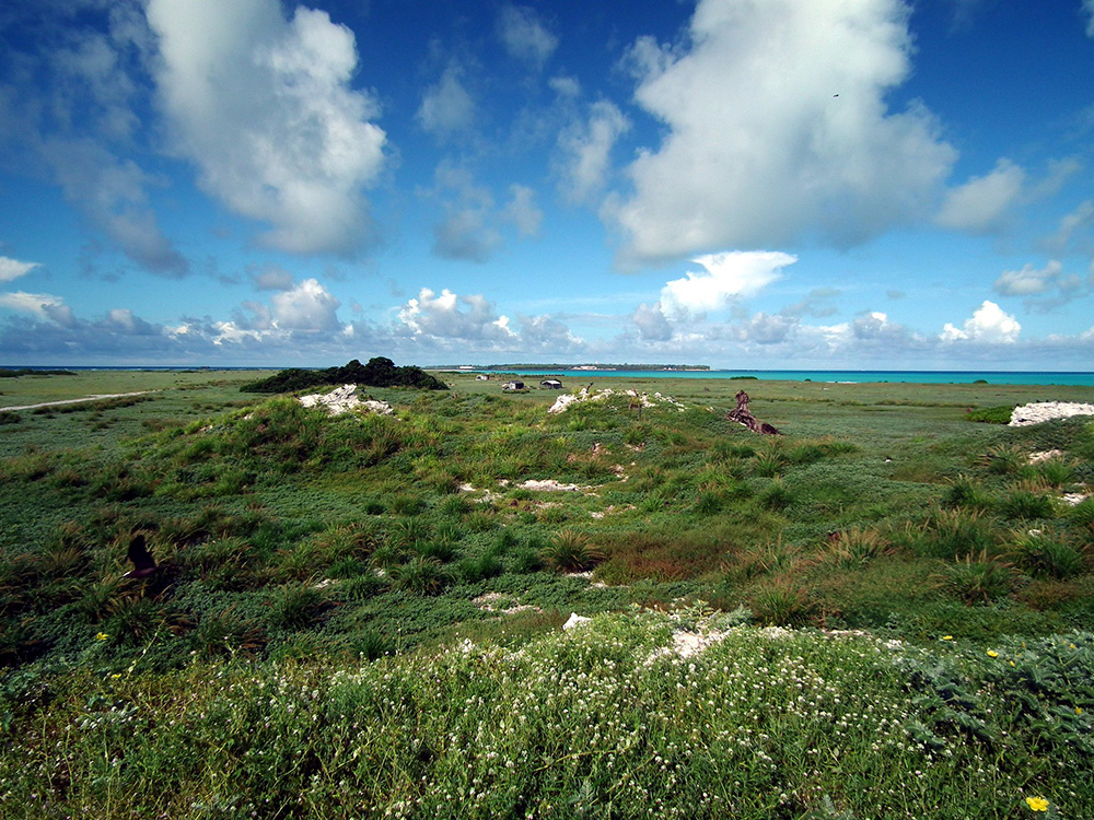 island-conservation-midway-atoll-eastern-island-native-plants