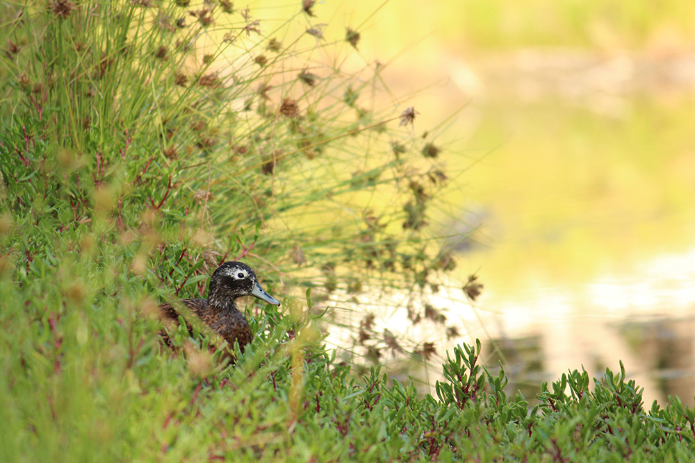 island-conservation-midway-campaign-laysan-duck-native-plants