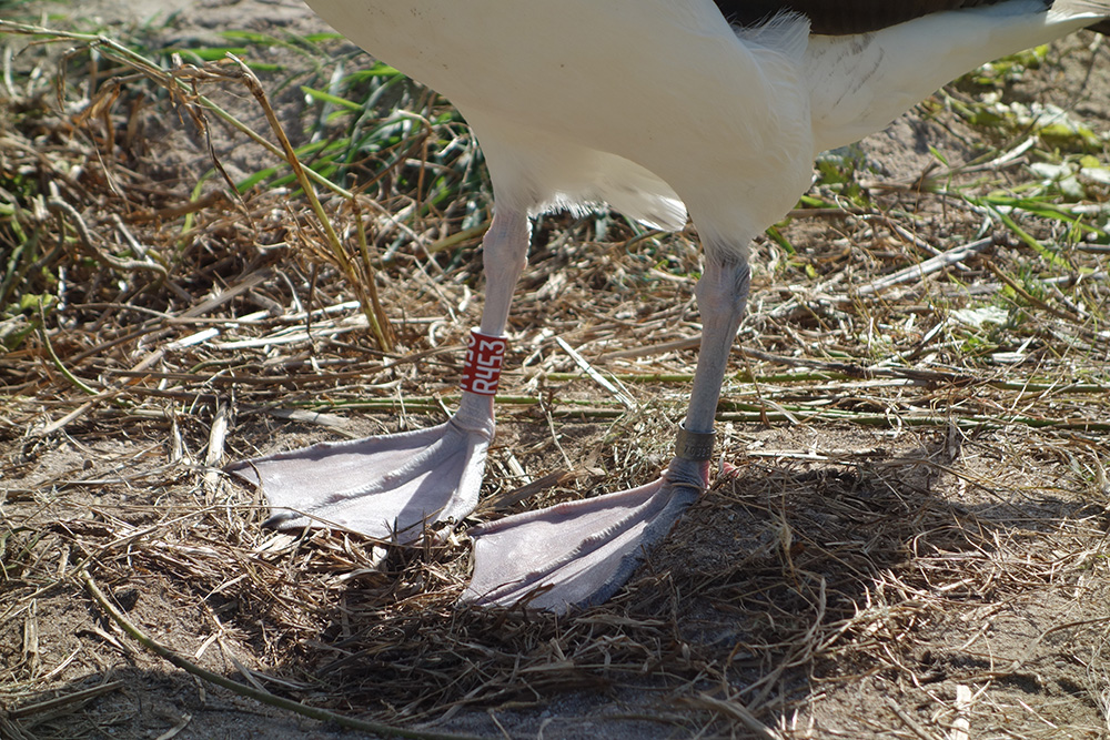 island-conservation-preventing-extinctions-invasvie-species-midway-albatross-banding-birds