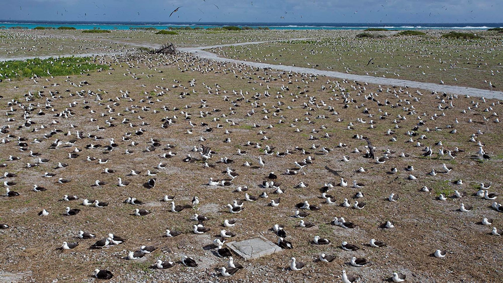 island-conservation-invasive-species-midway-atoll-restoration-albatross-conservation-laysan-albatross