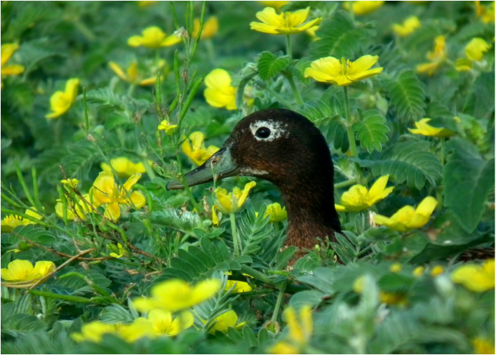 island-conservation-invasive-species-midway-atoll-albatross-conservation-laysan-duck