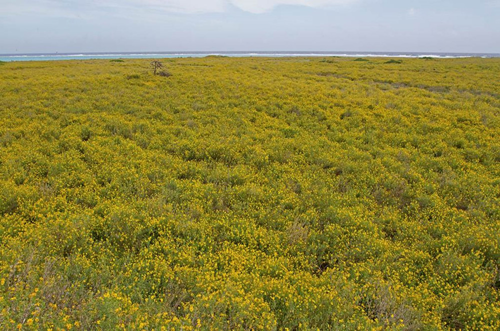 island-conservation-invasive-species-midway-atoll-conservation-invasive-golden-crownbeard-eastern-island-restoration