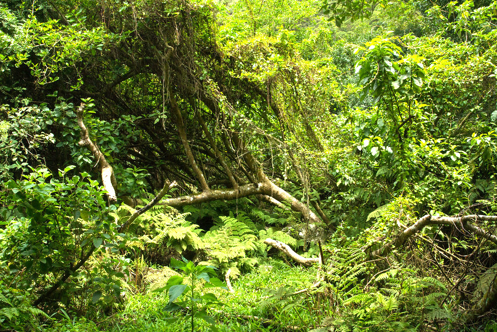 island-conservation-preventing-extinctions-floreana-forest