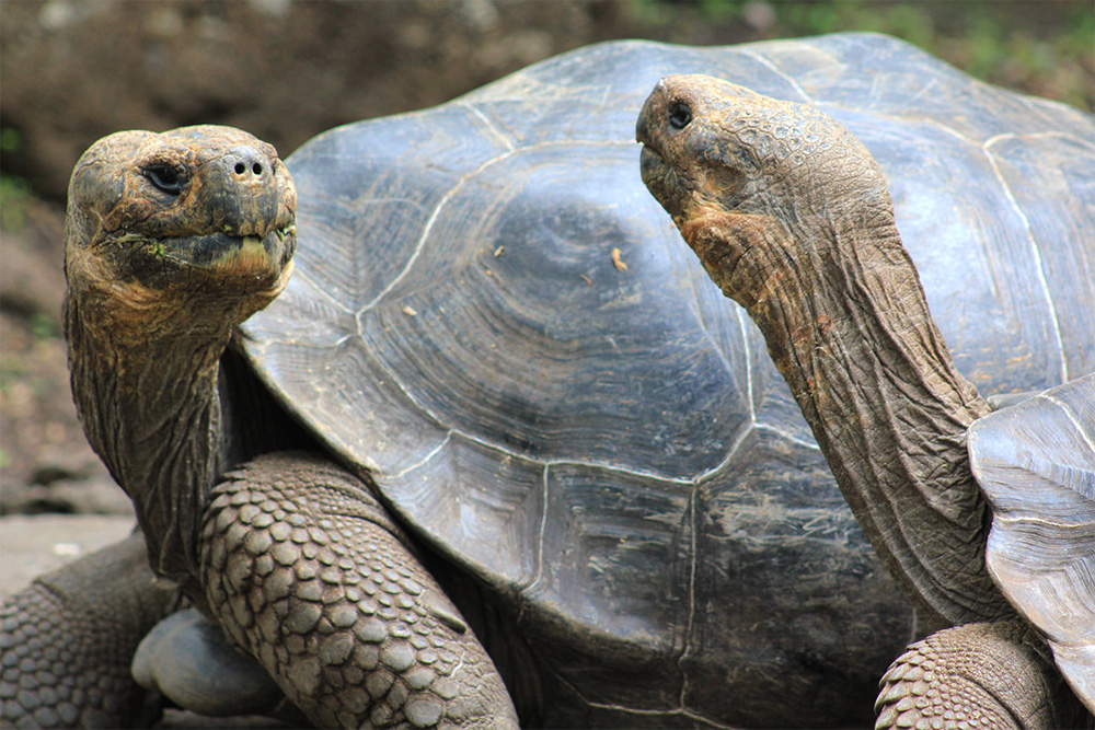 island-conservation-preventing-extinctions-two-Galápagos-tortoises