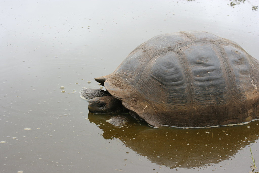 island-conservation-preventing-extinctions-tortoise-pool