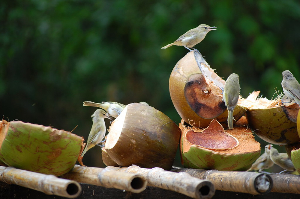  island-conservation-invasive-species-preventing-extinctions-fernando-de-noronha-birds