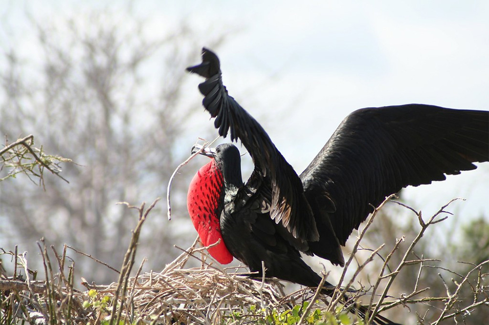 island-conservation-preventing-extinctions-fernando-de-noronha-magnificent-frigate-bird