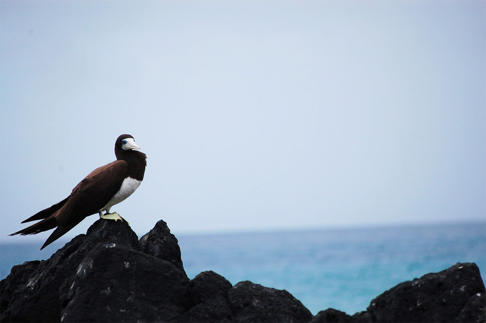 island-conservation-invasive-species-preventing-extinctions-fernando-de-noronha-sea-bird-on-rock