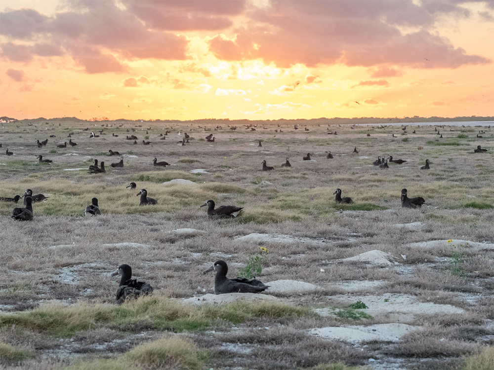 island-conservation-invasive-species-preventing-extinctions-midway-black-footed-albatross