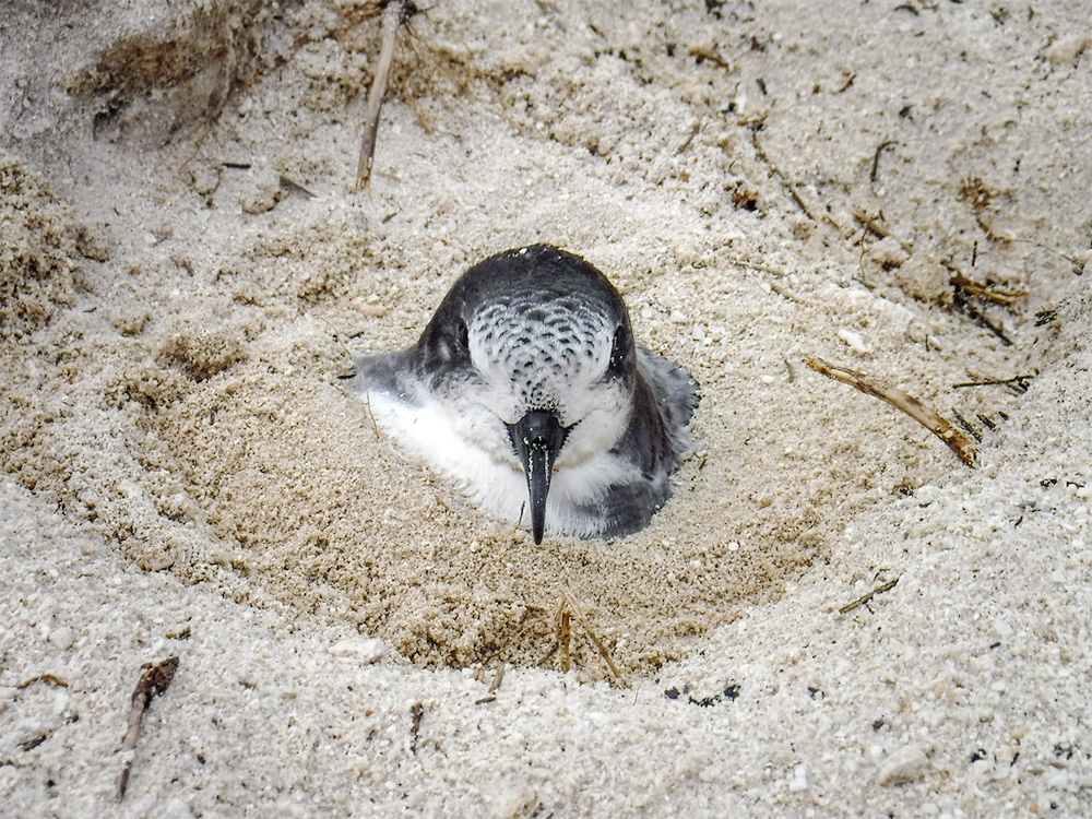 island-conservation-invasive-species-preventing-extinctions-midway-bonin-petrel