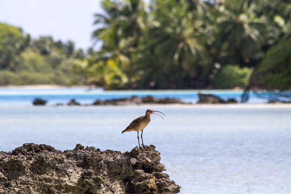 island-conservation-invasive-species-preventing-extinctions-bristle-thighed-curlew-1