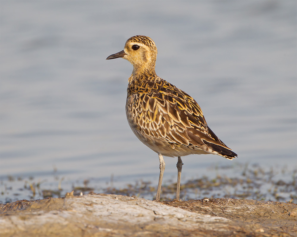 island-conservation-invasive-species-preventing-extinctions-midway-golden-plover