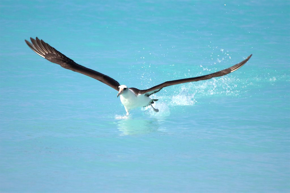 island-conservation-invasive-species-preventing-extinctions-midway-laysan-albatross-1