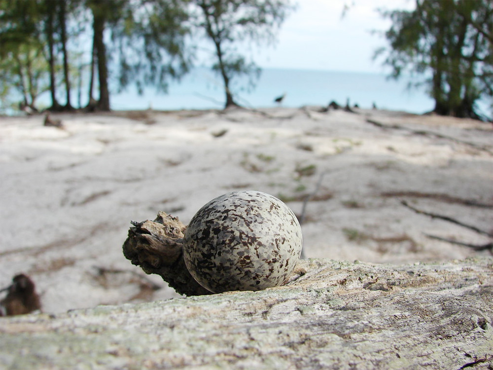 island-conservation-invasive-species-preventing-extinctions-midway-white-tern-egg