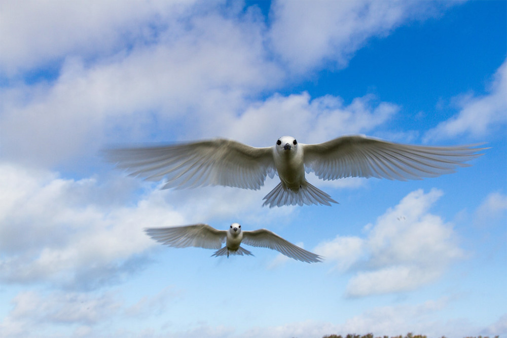 island-conservation-invasive-species-preventing-extinctions-midway-white-tern