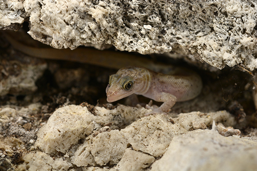 island-conservation-invasive-species-preventing-extinctions-monito-gecko-delisted-monito-island