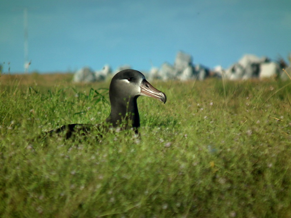 island-conservation-preventing-extinctions-midway-atoll-black-footed-albatross-2016-first-return