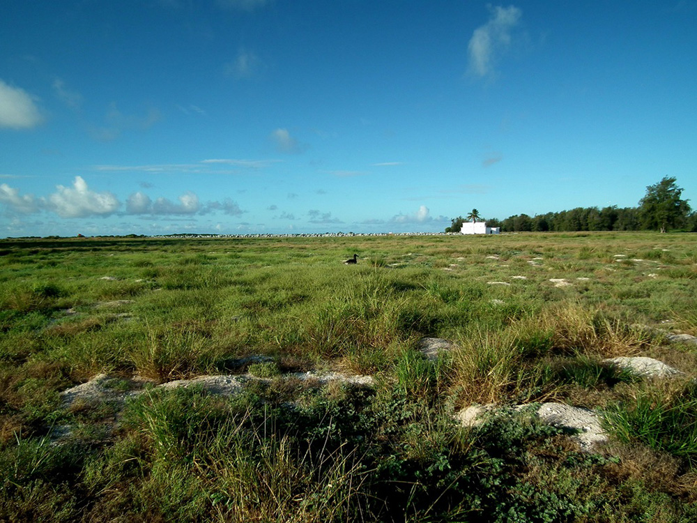 island-conservation-preventing-extinctions-midway-atoll-field-before-albatross-return