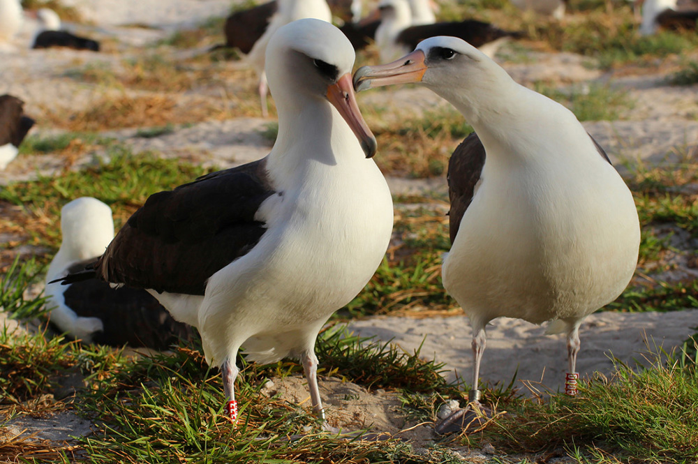 island-conservation-preventing-extinctions-midway-atoll-laysan-albatross-return-nest